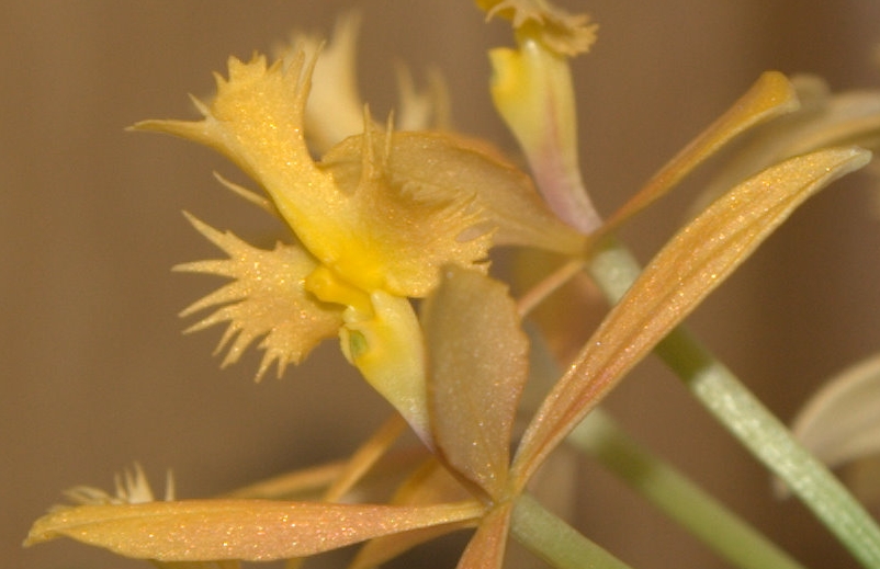 epidendrum2.jpg
