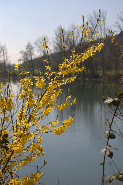 forsythienzweiginet.jpg
